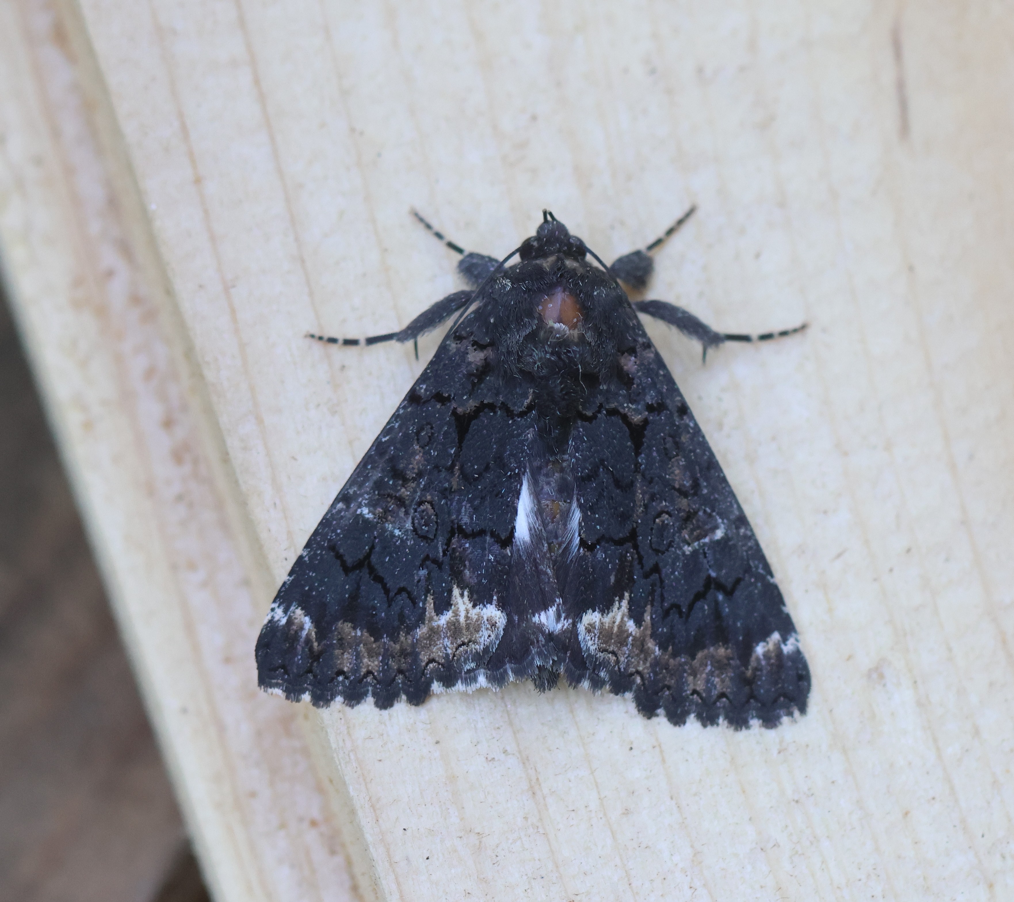 Photo of Alchymist (Catephia alchymista)